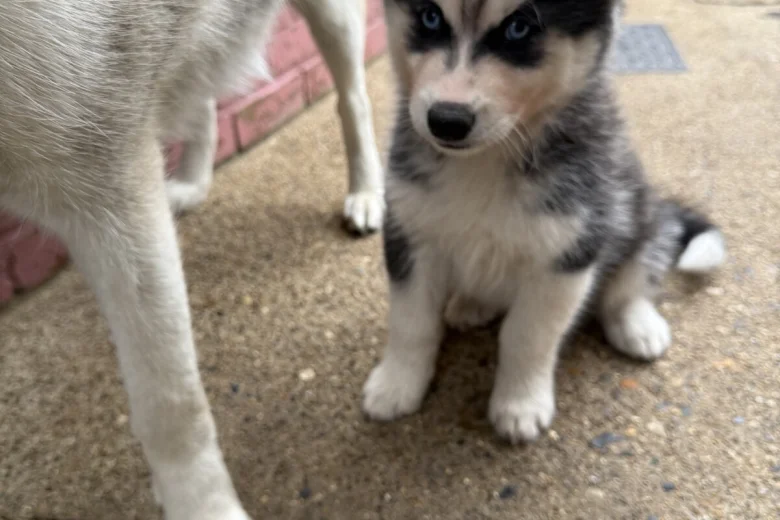 Siberian Husky