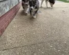 Siberian Husky