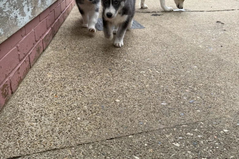 Siberian Husky