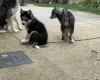 Siberian Husky
