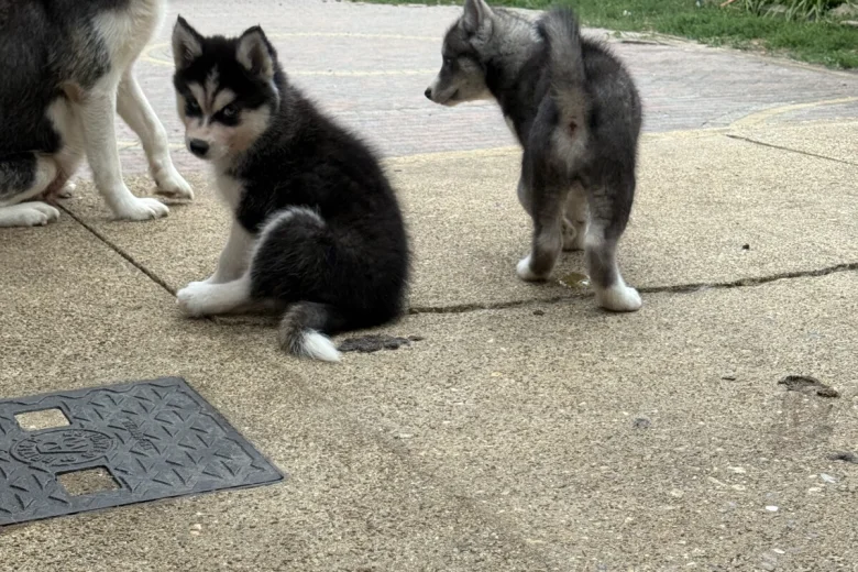 Siberian Husky