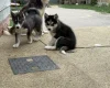 Siberian Husky