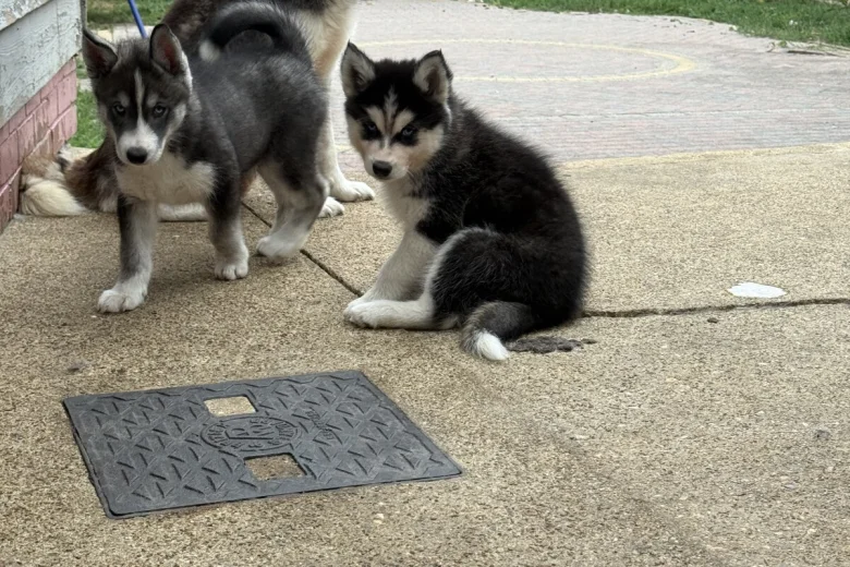 Siberian Husky