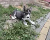Siberian Husky