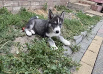 Puppy 1