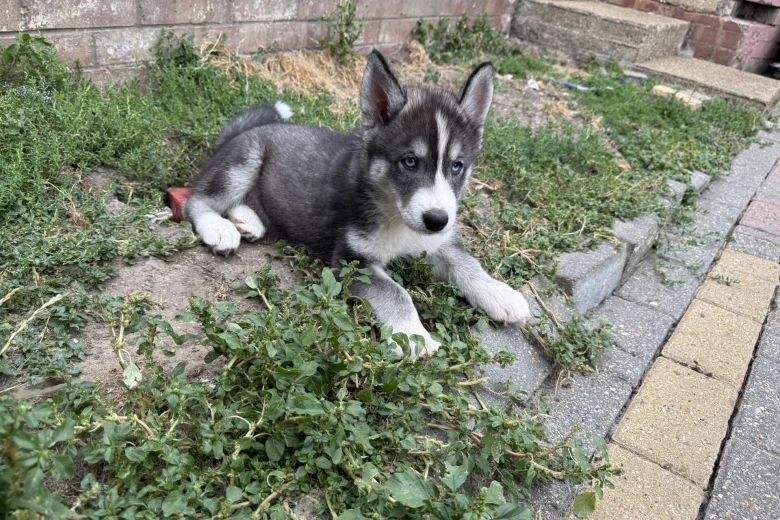 Siberian Husky