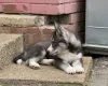 Siberian Husky