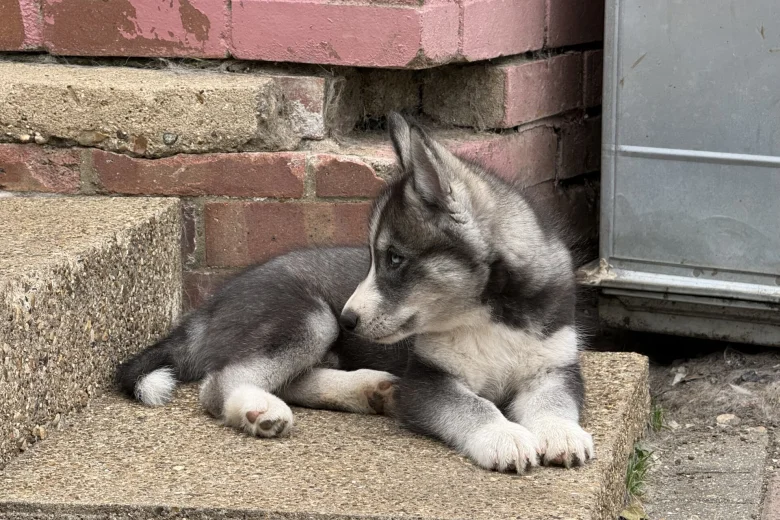 Siberian Husky