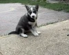 Siberian Husky