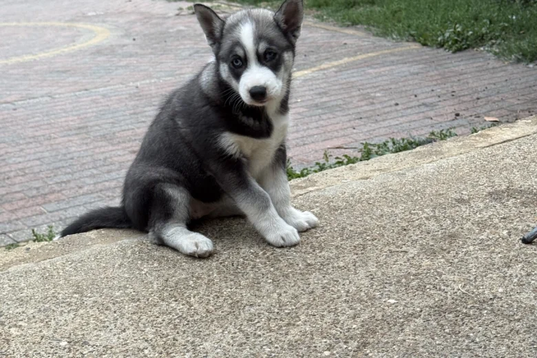 Siberian Husky