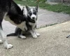 Siberian Husky