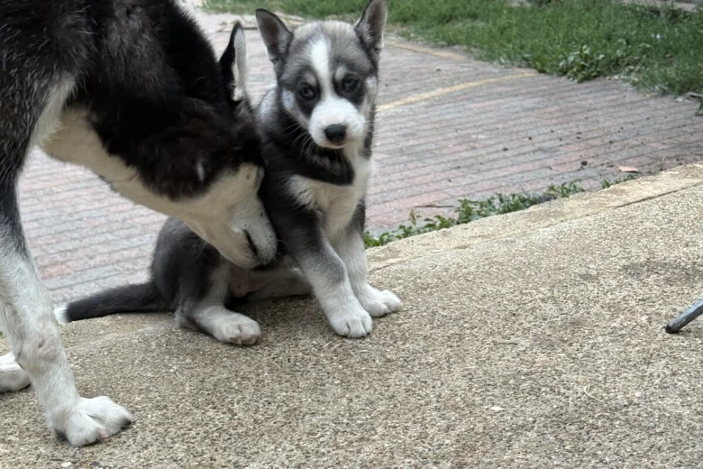 Siberian Husky