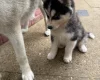 Siberian Husky