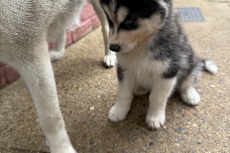 Siberian Husky