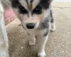 Siberian Husky