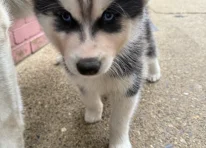 Puppy 3