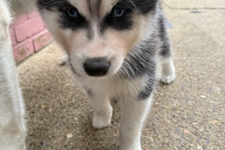 Siberian Husky