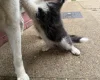 Siberian Husky
