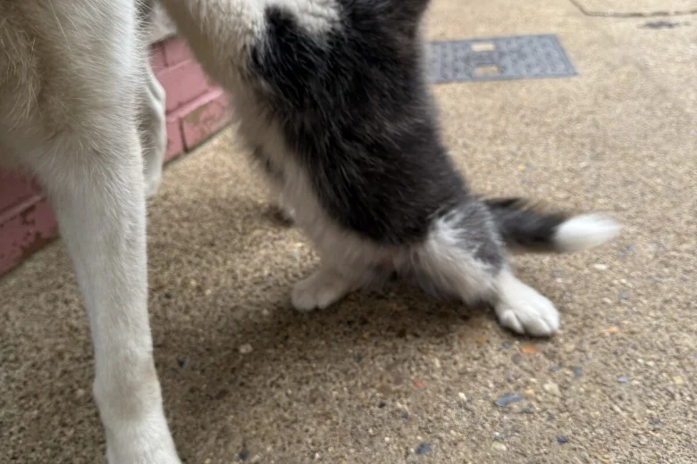Siberian Husky
