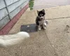 Siberian Husky
