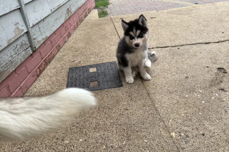 Siberian Husky