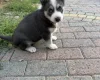 Siberian Husky