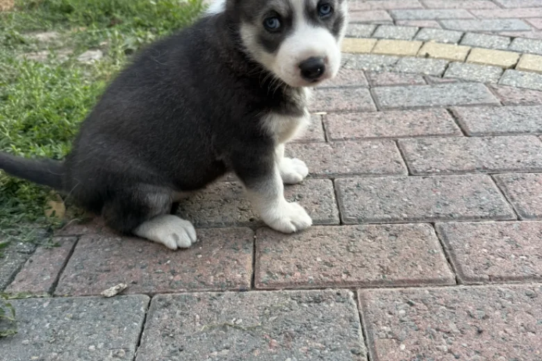 Siberian Husky