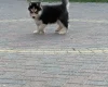 Siberian Husky