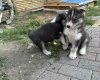 Siberian Husky