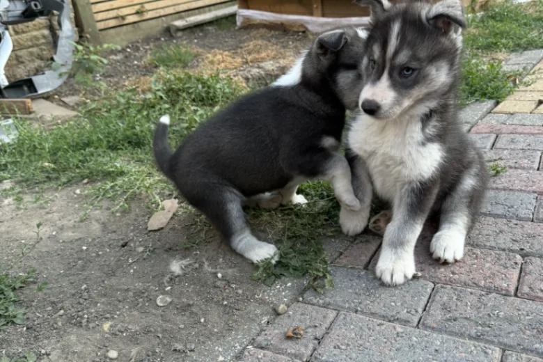 Siberian Husky