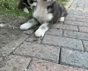 Siberian Husky