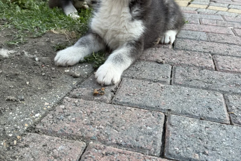 Siberian Husky