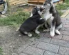 Siberian Husky