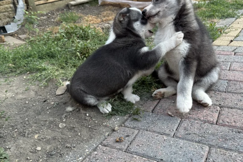 Siberian Husky