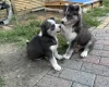 Siberian Husky