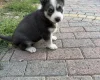 Siberian Husky