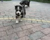 Siberian Husky