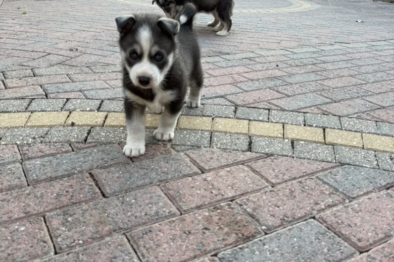 Siberian Husky