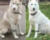 Siberian Husky