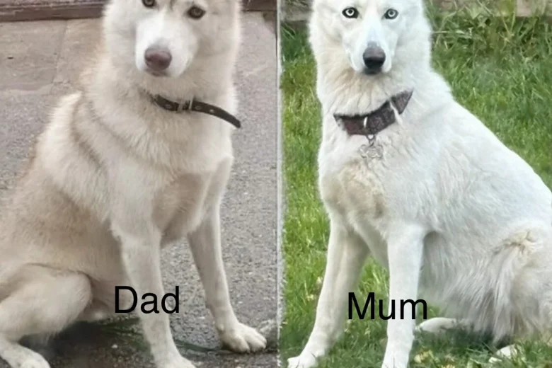 Siberian Husky
