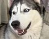Siberian Husky