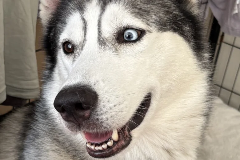 Siberian Husky