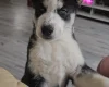 Siberian Husky