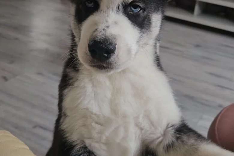 Siberian Husky