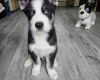 Siberian Husky