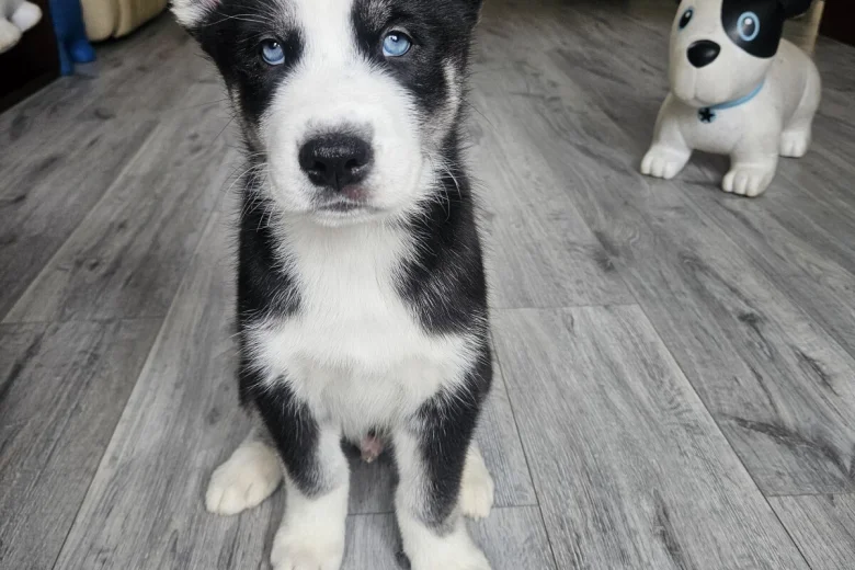 Siberian Husky