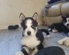 Siberian Husky