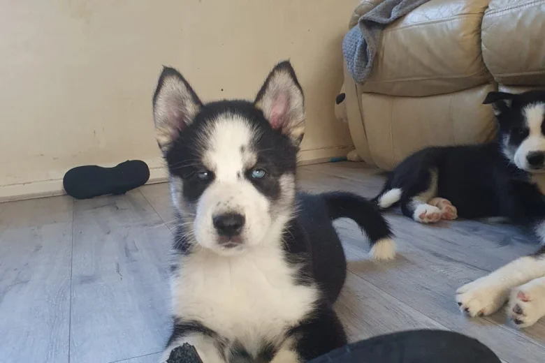 Siberian Husky