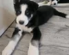 Siberian Husky