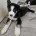 Siberian Husky